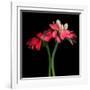 Gerbera IV-Magda Indigo-Framed Photographic Print