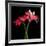 Gerbera IV-Magda Indigo-Framed Photographic Print