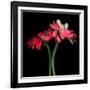 Gerbera IV-Magda Indigo-Framed Photographic Print