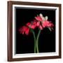 Gerbera IV-Magda Indigo-Framed Photographic Print