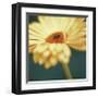 Gerbera on Turquoise-Jane Ann Butler-Framed Giclee Print