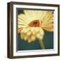 Gerbera on Turquoise-Jane Ann Butler-Framed Giclee Print