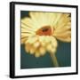 Gerbera on Turquoise-Jane Ann Butler-Framed Giclee Print