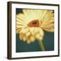 Gerbera on Turquoise-Jane Ann Butler-Framed Giclee Print