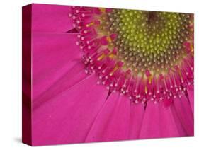 Gerbera, Shocking Pink, United Kingdom-Steve & Ann Toon-Stretched Canvas