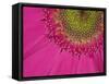 Gerbera, Shocking Pink, United Kingdom-Steve & Ann Toon-Framed Stretched Canvas