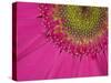 Gerbera, Shocking Pink, United Kingdom-Steve & Ann Toon-Stretched Canvas