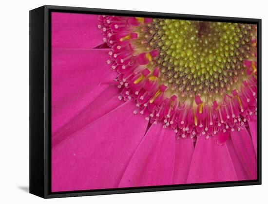 Gerbera, Shocking Pink, United Kingdom-Steve & Ann Toon-Framed Stretched Canvas