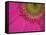 Gerbera, Shocking Pink, United Kingdom-Steve & Ann Toon-Framed Stretched Canvas