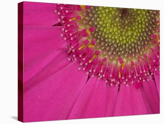 Gerbera, Shocking Pink, United Kingdom-Steve & Ann Toon-Stretched Canvas