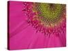 Gerbera, Shocking Pink, United Kingdom-Steve & Ann Toon-Stretched Canvas