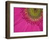 Gerbera, Shocking Pink, United Kingdom-Steve & Ann Toon-Framed Photographic Print