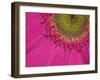 Gerbera, Shocking Pink, United Kingdom-Steve & Ann Toon-Framed Photographic Print