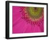 Gerbera, Shocking Pink, United Kingdom-Steve & Ann Toon-Framed Photographic Print