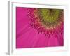 Gerbera, Shocking Pink, United Kingdom-Steve & Ann Toon-Framed Photographic Print