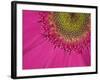 Gerbera, Shocking Pink, United Kingdom-Steve & Ann Toon-Framed Photographic Print