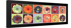 Gerbera Spectrum-null-Framed Art Print