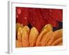 Gerbera with Water Drops-Daisy Gilardini-Framed Photographic Print