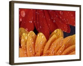 Gerbera with Water Drops-Daisy Gilardini-Framed Photographic Print