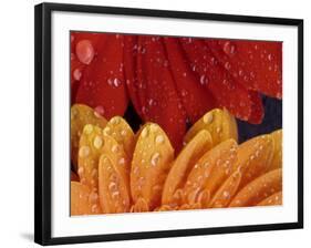 Gerbera with Water Drops-Daisy Gilardini-Framed Photographic Print