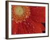 Gerbera with Water Drops-Daisy Gilardini-Framed Photographic Print