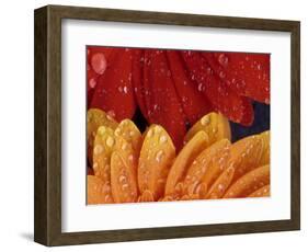 Gerbera with Water Drops-Daisy Gilardini-Framed Photographic Print