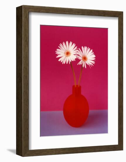 Gerbera-null-Framed Art Print