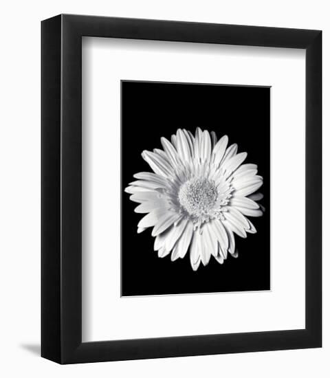 Gerbera-Sara Liu-Framed Art Print