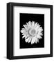 Gerbera-Sara Liu-Framed Art Print