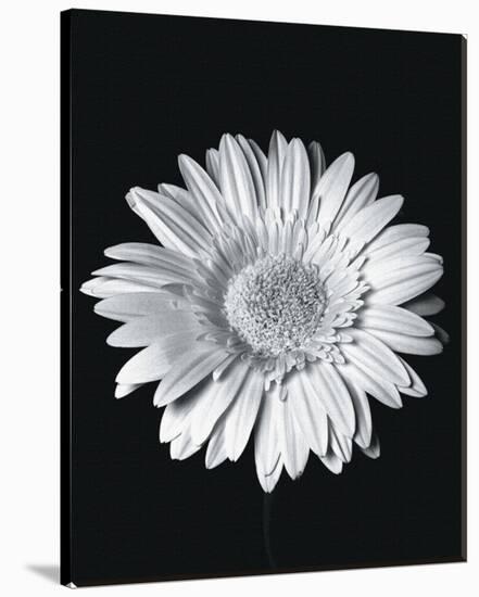 Gerbera-null-Stretched Canvas
