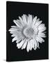 Gerbera-null-Stretched Canvas