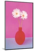 Gerbera-null-Mounted Premium Giclee Print