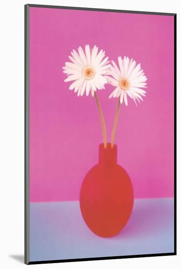 Gerbera-null-Mounted Premium Giclee Print