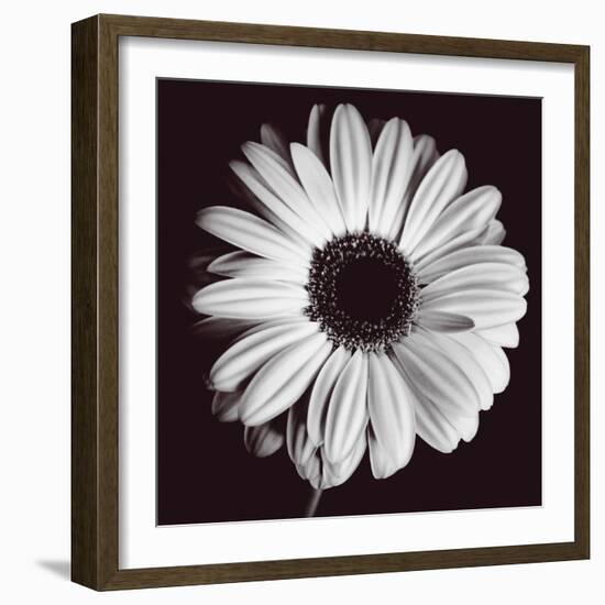 Gerbera-Bill Philip-Framed Giclee Print