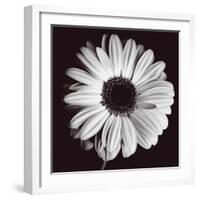 Gerbera-Bill Philip-Framed Giclee Print