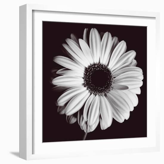 Gerbera-Bill Philip-Framed Giclee Print