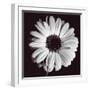 Gerbera-Bill Philip-Framed Giclee Print