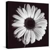 Gerbera-Bill Philip-Stretched Canvas