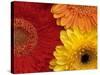 Gerbera-Daisy Gilardini-Stretched Canvas