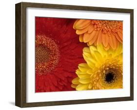 Gerbera-Daisy Gilardini-Framed Premium Photographic Print