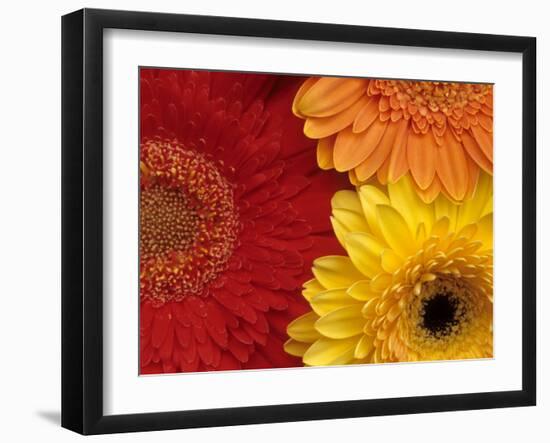 Gerbera-Daisy Gilardini-Framed Premium Photographic Print