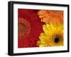 Gerbera-Daisy Gilardini-Framed Premium Photographic Print