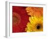 Gerbera-Daisy Gilardini-Framed Premium Photographic Print