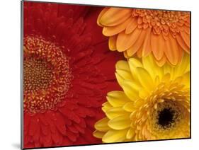 Gerbera-Daisy Gilardini-Mounted Premium Photographic Print