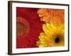 Gerbera-Daisy Gilardini-Framed Photographic Print