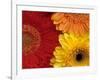 Gerbera-Daisy Gilardini-Framed Photographic Print