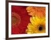 Gerbera-Daisy Gilardini-Framed Photographic Print