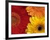 Gerbera-Daisy Gilardini-Framed Photographic Print