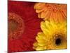 Gerbera-Daisy Gilardini-Mounted Photographic Print