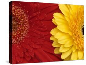 Gerbera-Daisy Gilardini-Stretched Canvas